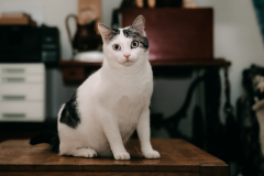 Cats-1