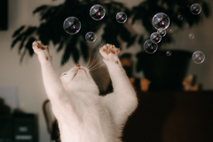Cats-2
