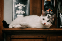 Cats-3