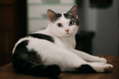 Cats-4
