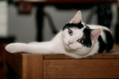 Cats-5