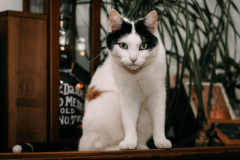 Cats-6