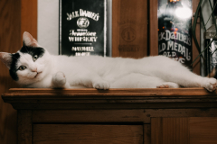 Cats-8