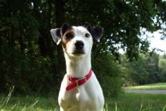 AbyParson_Russel_Terrier-Terrier
