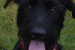 AndraRiesenschnauzer