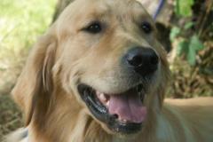 BaluGolden_Retriever