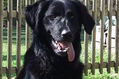 BeethovenAltdeutscher_Hütehund-Mix