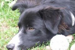 BongoBorder_Collie