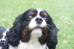 CharlyKing_Charles_Spaniel