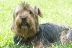 CodySkye-Terrier