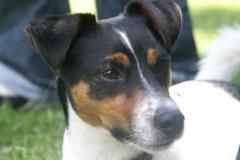 GismoJack-Russel-Terrier