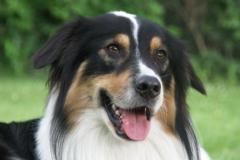 JimmyAustralian_Shepherd