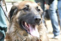 LadyDt._Schäferhund-Mix