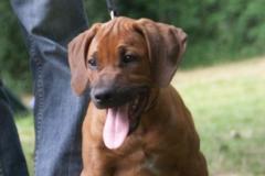 LinusRhodesian_Ridgeback
