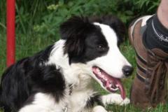 LunaBorder_Collie