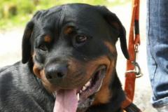 LunaRottweiler