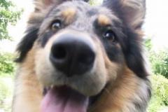 MaggieAltdeutscher_Tiger_auch_Altdeutscher_Wieselhund