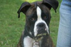 MauriceBoxer