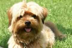 MaxLhasa_Apso