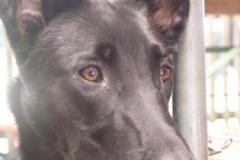 MilaBelgischer_Schäferhund