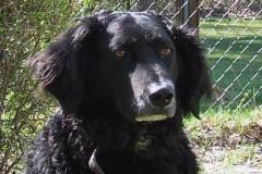 RockyAltdeutscher_Hütehund-Mix
