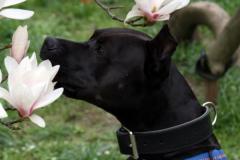 RoxyBoxer-Mix