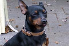RudyDeutscher_Pinscher