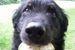Rusty-2Altdeutscher_Hütehund