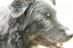 RustyAltdeutscher_Hütehund