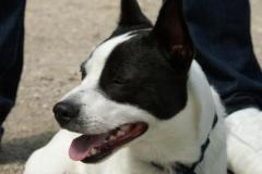 SammyJack-Russel-Mix