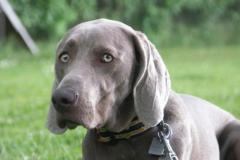 SockeWeimaraner