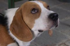 SpencerBeagle