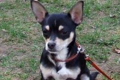SpikeChihuahua