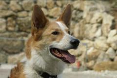 Wotan-2Schäferhund-Collie-Mix