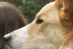 Wotan - Schäferhund Collie Mix