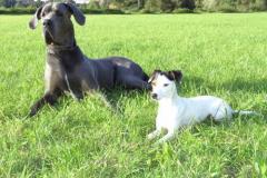 Zeus_und_AbyDt._Dogge_und_Parson_Russel_Terrier