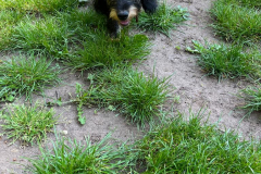 Welpengruppe 2022-05-07