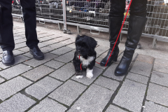 Dog-College-Franken-Stadttraining-2021-1