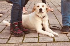 Dog-College-Franken-Stadttraining-2021-10