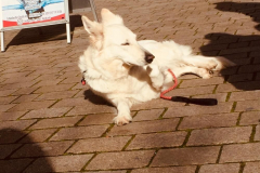 Dog-College-Franken-Stadttraining-2021-12
