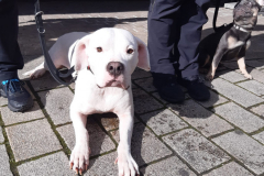 Dog-College-Franken-Stadttraining-2021-2