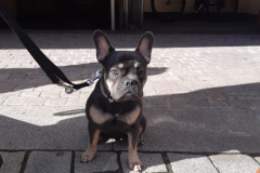 Dog-College-Franken-Stadttraining-2021-3