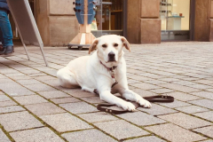 Dog-College-Franken-Stadttraining-2021-4