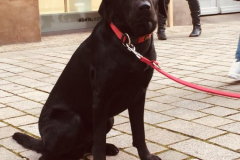 Dog-College-Franken-Stadttraining-2021-6