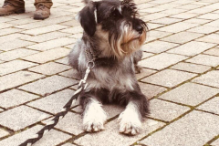 Dog-College-Franken-Stadttraining-2021-8