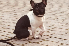 Dog-College-Franken-Stadttraining-2021-9