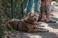 DCF-76