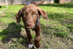 Welpengruppe2022-10-08_1