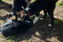 Welpengruppe2022-10-08_10