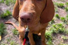 Welpengruppe2022-10-08_11